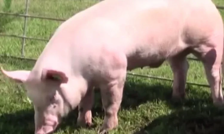 Продаж свиней оптом від 30 голів вагою від 110 кг - фото № 1