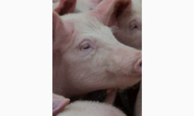 Продажа свиней высококачественного мяса - фото № 1