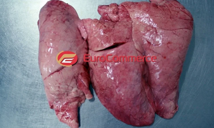 Продам свинячі легені / Продам легкие свиные - фото № 1