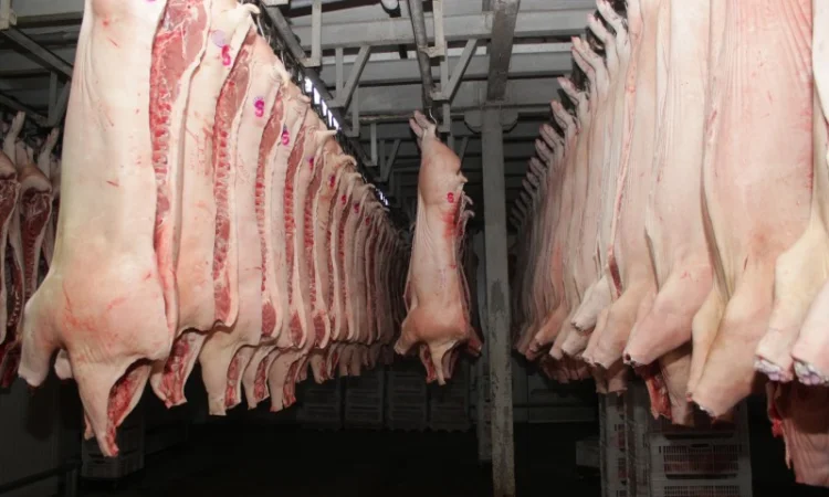 Свинина оптом від виробника – напівтуші, елементи та субпродукти - фото № 1