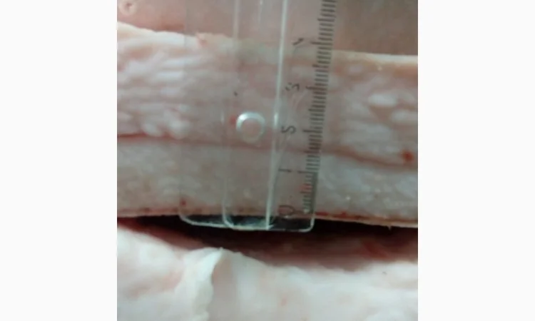 Продаем сало Иберийской свиньи 3+ и 4+ напрямую из Испании - фото № 1