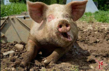 Свинина бекон туши цена - фото № 3