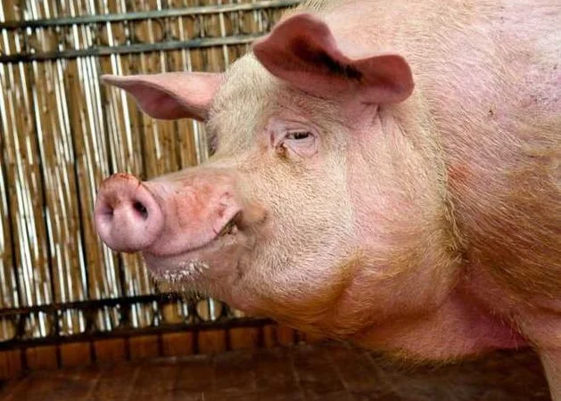 Свежая свинина в тушах и полутушах в Одессе - фото № 1