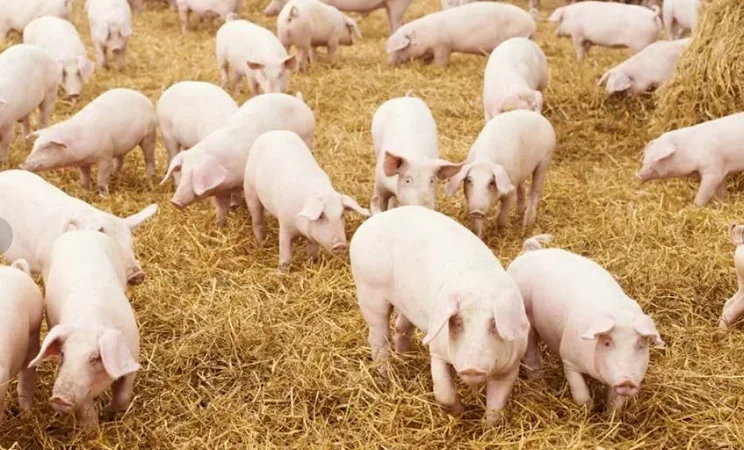 Свиные туши Одесса - фото № 1