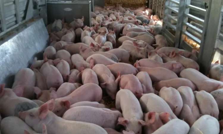 Полутуши свинины Одессе - фото № 1