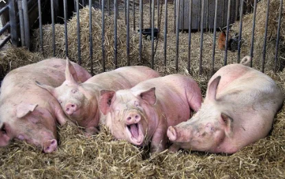 Туши свиные свежий забой Одесса - фото № 1