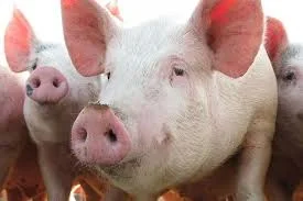 Свиньи живым весом цена - фото № 1