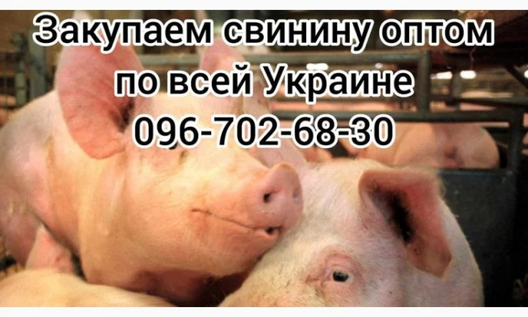 Свиньи живым весом цена - фото № 3