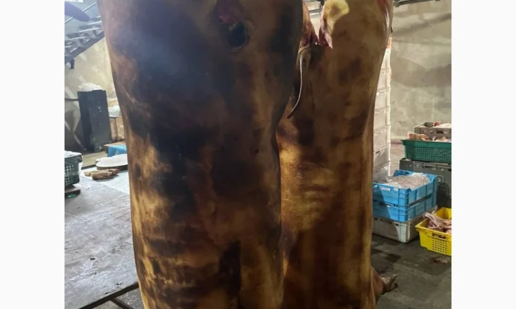 Домашняя свинина – выгодные цены от производителя - фото № 1