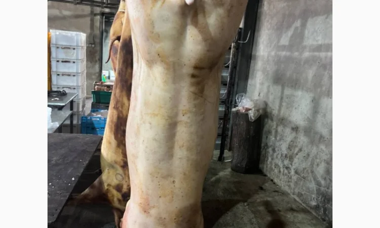 Свинина оптом в Одесі – продаж - фото № 1