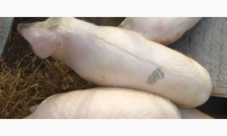 Продам свиней живою вагою (Полтавська обл.) - фото № 1