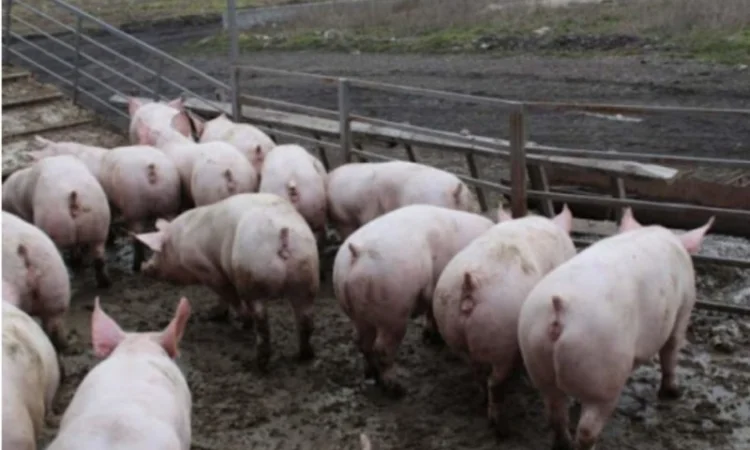 Продам свиней живою вагою (беконний тип) - фото № 1