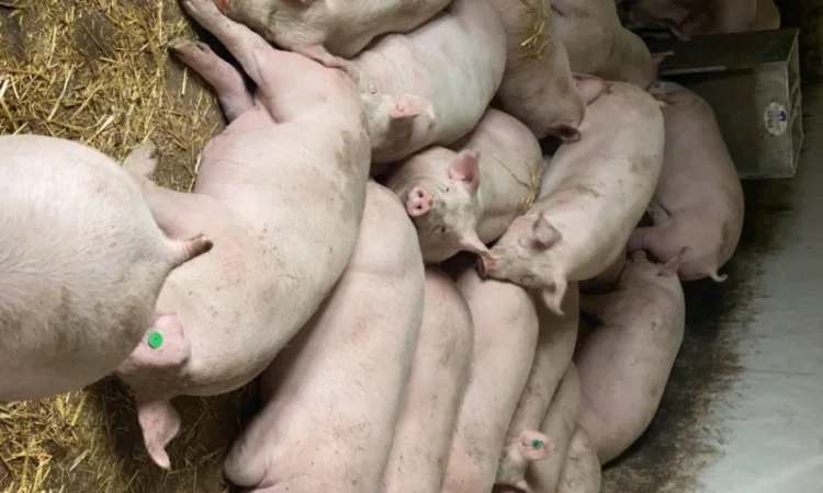 Продам свиней живым весом 105–120 кг - фото № 1