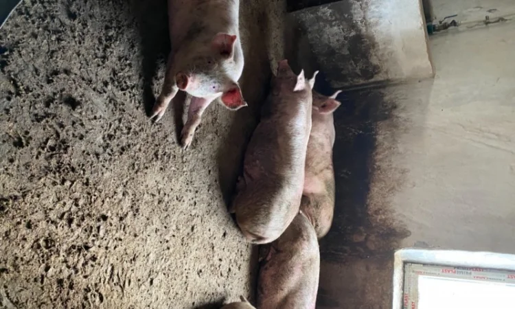 Продам свиней 130-140 кг - фото № 1