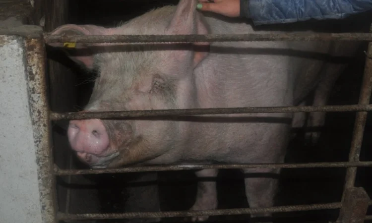 Продам свиней живым весом - фото № 1