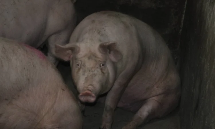 Продам свиней живым весом - фото № 2