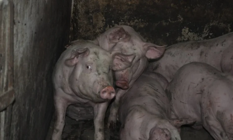 Продам свиней живым весом - фото № 3