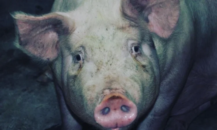 Продам свиней живым весом - фото № 4