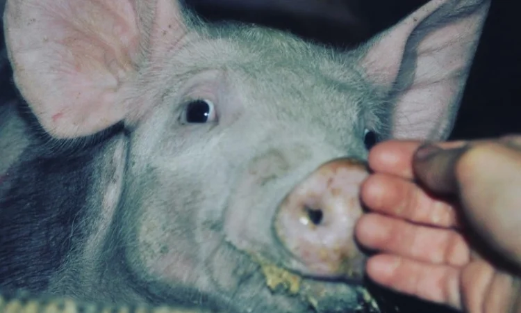 Продам свиней живым весом - фото № 5