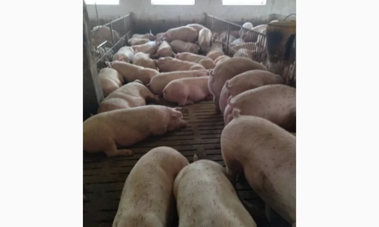 Реалізуємо свиней м’ясної породи від 150 кг - фото № 1