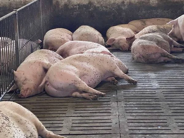 Реалізуємо свиней живою вагою від 190 кг - фото № 1