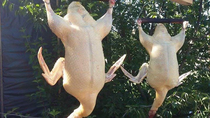 Продам мясо. Индейка, индюк, курица, утка, гусь, тапак, перепела - фото № 2