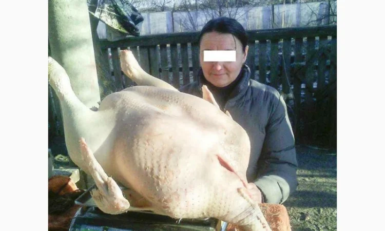 Продам мясо. Индейка, индюк, курица, утка, гусь, тапак, перепела - фото № 5