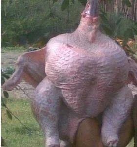 Продам мясо. Индейка, индюк, курица, утка, гусь, тапак, перепела - фото № 6