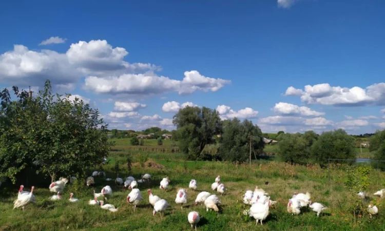 Індик домашній - фото № 6