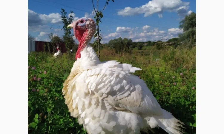 Індик домашній - фото № 2