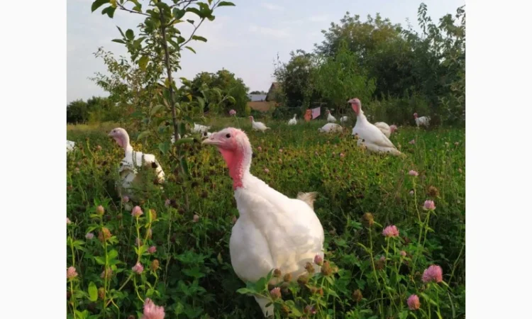Індик домашній - фото № 3