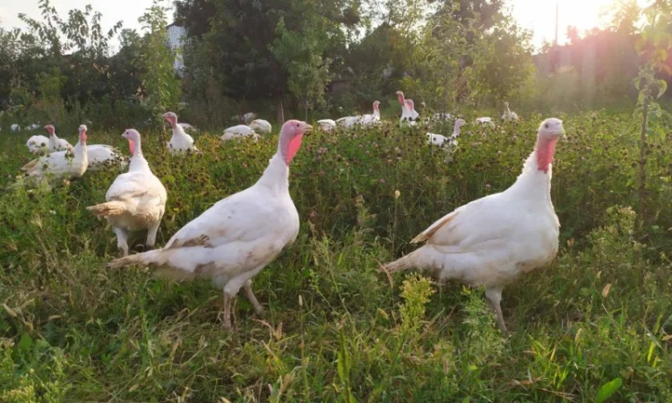 Індик домашній - фото № 4