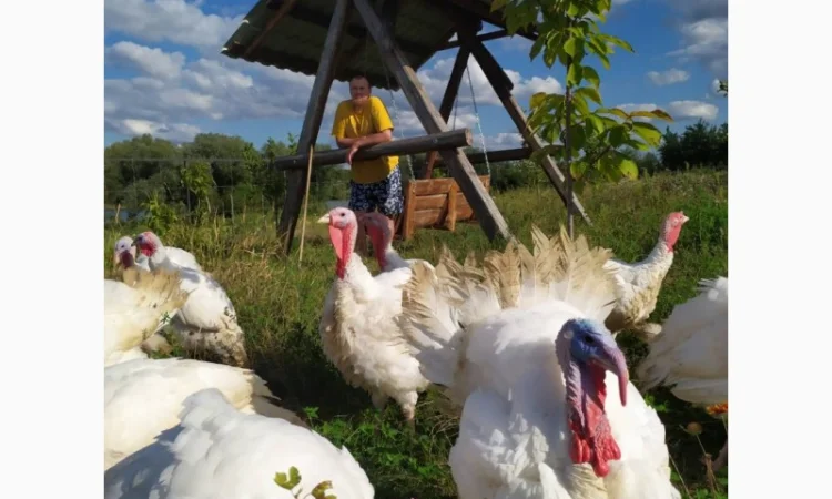 Індиче домашнє м"ясо - фото № 1