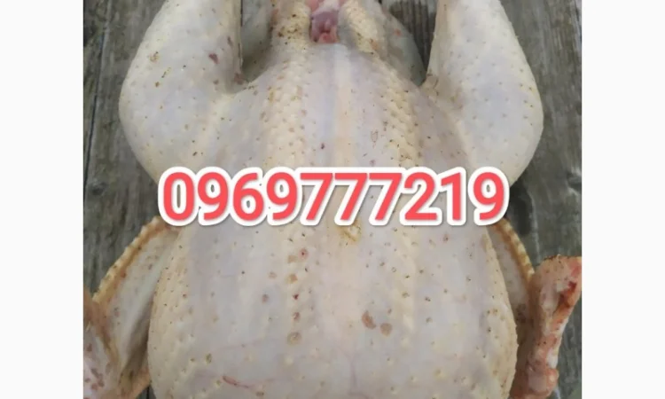 Індиче домашнє м"ясо - фото № 2