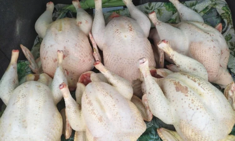 Індиче домашнє м"ясо - фото № 3