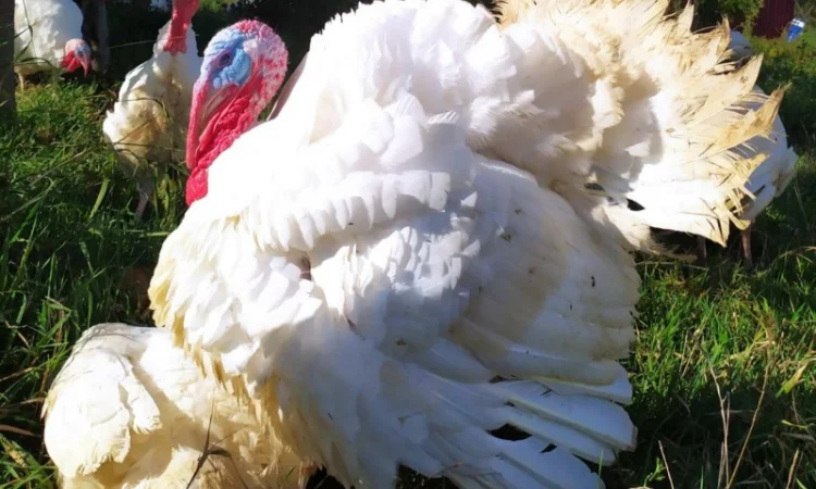 Індиче домашнє м"ясо - фото № 4