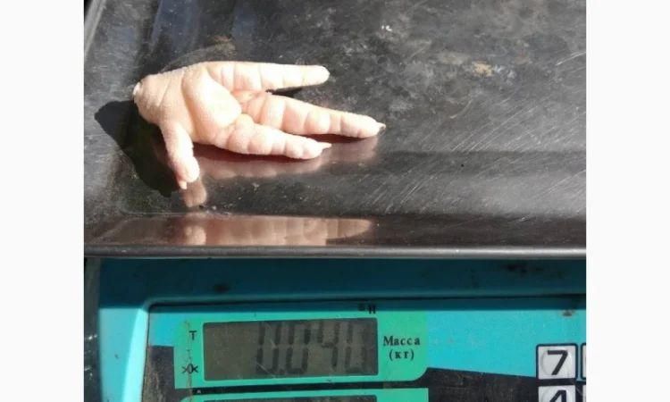 Купуємо курячі лапки класу А1 - фото № 5