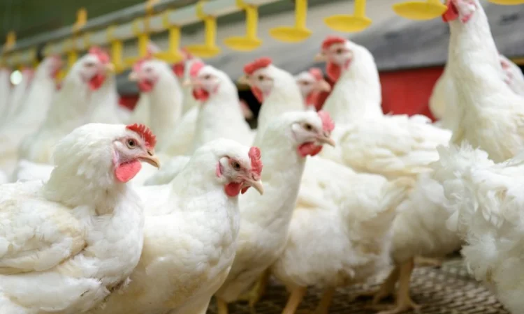 Бройлеры живым весом - фото № 1