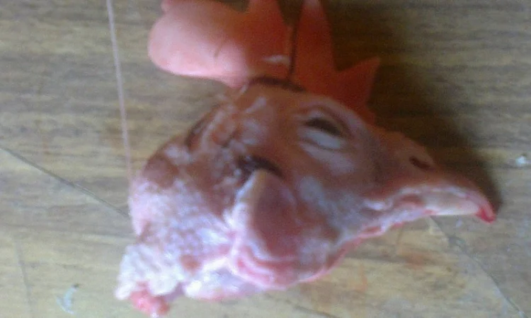 Продаём тушку суповой курицы, тушку бройлера и куриные субпродукты - фото № 3