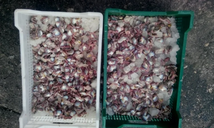 Продаём тушку суповой курицы, тушку бройлера и куриные субпродукты - фото № 5