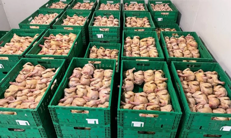 Тушка курчати тапака та домашня курка - фото № 1