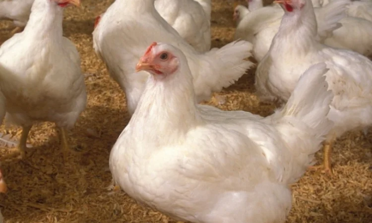 Куплю бройлеров живым весом от 1000 штук - фото № 1