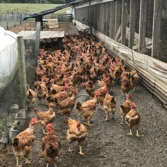 Продам петухов и кур живым весом - фото № 2