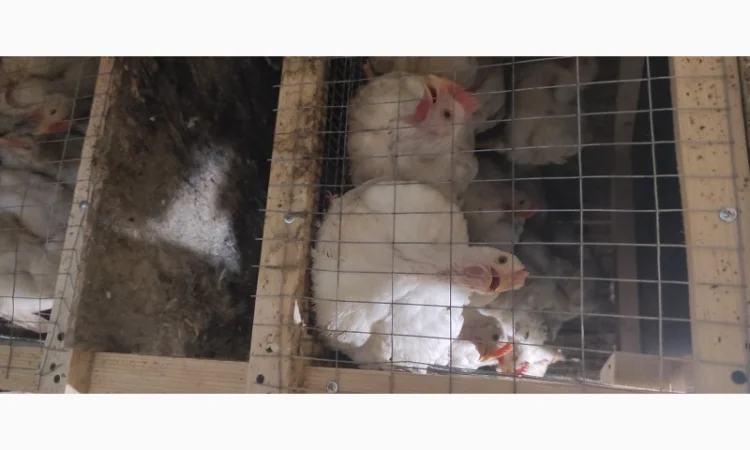 Продам бройлера живою вагою - фото № 2