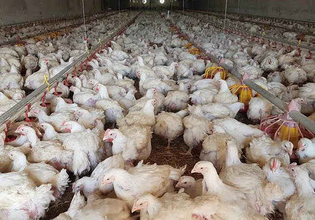 Бройлери живою вагою та тушками - фото № 1