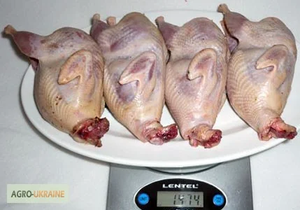 Мясо перепела, тушка - домашнее - фото № 3