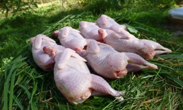 Мясо перепела BIO, фазана и курицы свежее - фото № 5