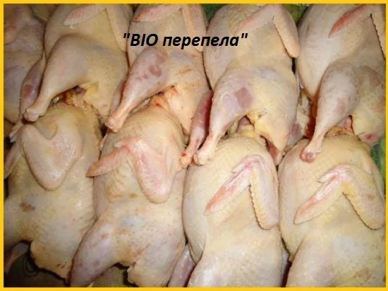 Мясо перепела BIO оптом - фото № 1