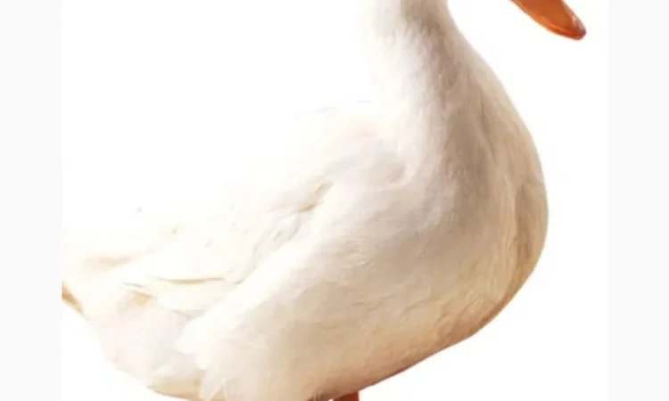 Куплю качку живою вагою - фото № 1