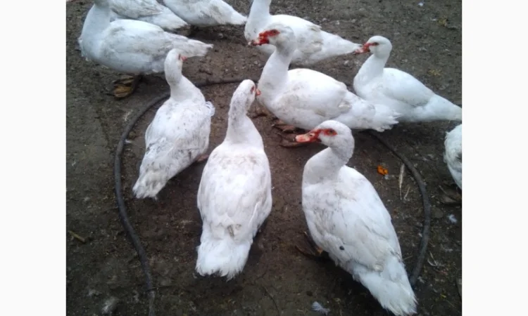 Продам м'ясо тушки індокачок, або живою вагою - фото № 1